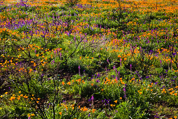 Spring Wildflowers of the Santa Monica Mountains, La Jolla Canyon