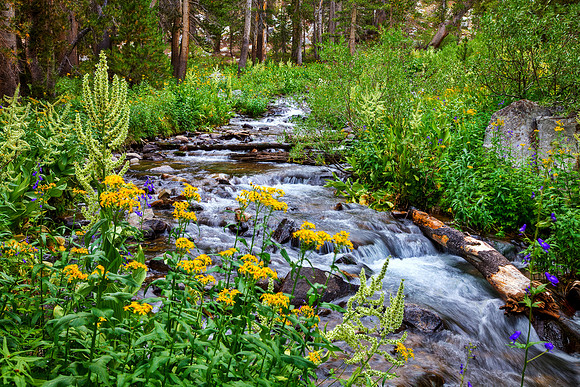 Lake Genevieve Inlet, John Muir Wilderness