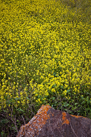 Mustard, Scorpion Canyon