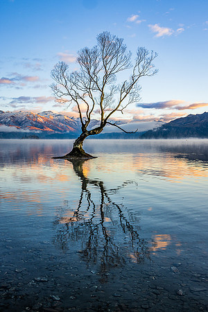 That Wanaka Tree, Lake Wanaka