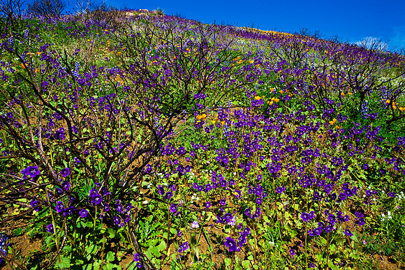 The Phacelia Patch, La Jolla Canyon
