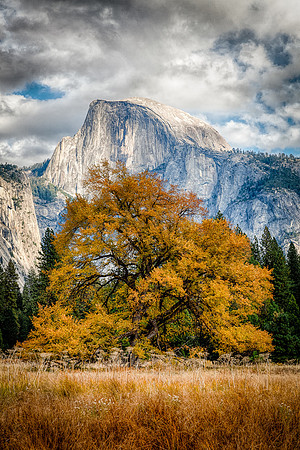 Yosemite's Tree of Life