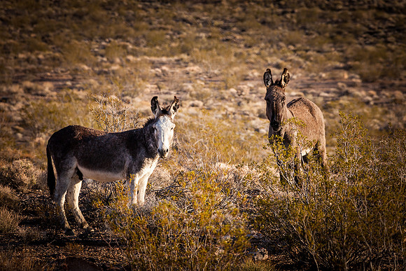Wild Burro Stare