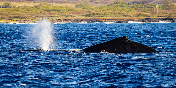 Humpback's Mating, Kauai's South Shore