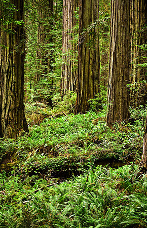 The Redwood Forest Floor