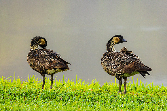 Nenes Prening at Ponds Edge, Hanalei Valley, Kauai