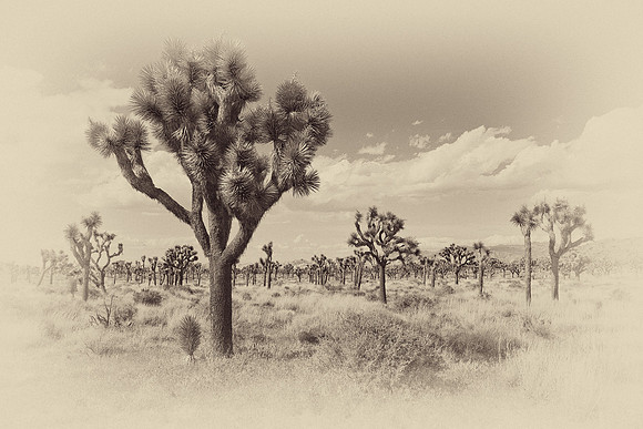 Desert Forest, Joshua Tree National Park (Antique Plate)