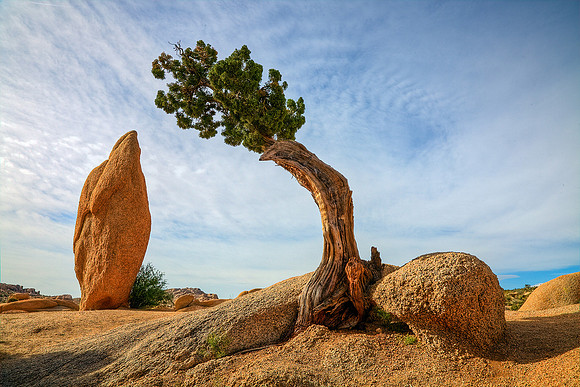 Boulder, Juniper & Monolith, Joshua Tree National Park