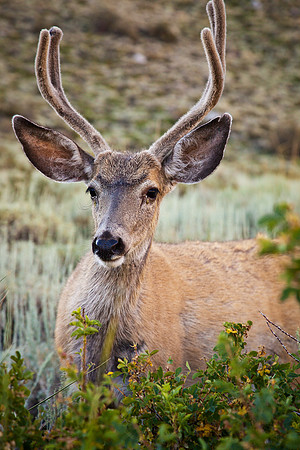 Young Buck, Convict Lake