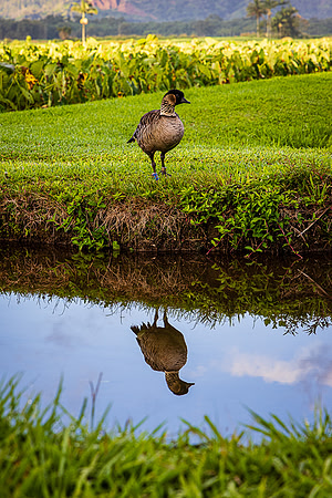 Nene Mirror, Hanalei Valley, Kauai