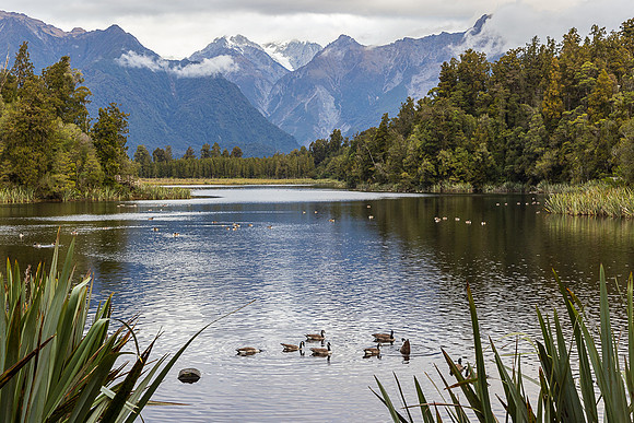 Geese Feeding, Lake Matheson, Fox Glacier