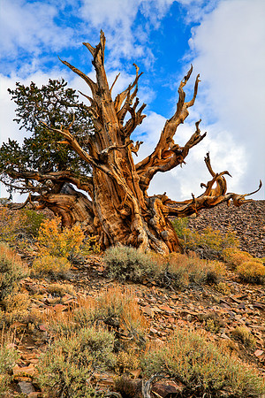 Bristlecone HDR