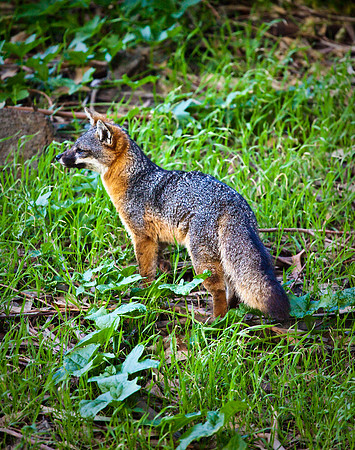 Channel Island Fox Hunting