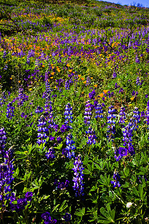 Phacelia, Poppies & Lupines, La Jolla Canyon
