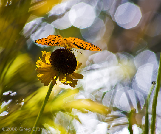 Butterfly at Stream's Edge