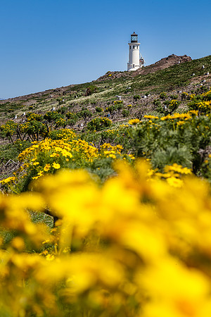 Lighthouse Bloomscape