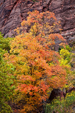 Zion Maple