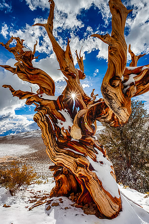 Ancient Eye, White Mountains
