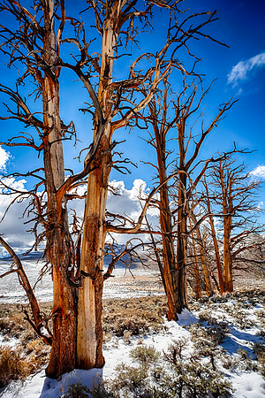 Death Row, White Mountains