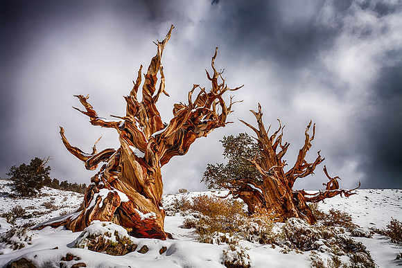 First Snow, White Mountains