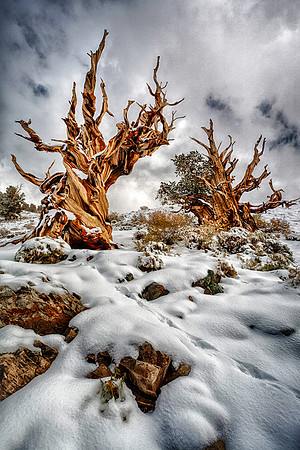 Winter's Arrival, White Mountains