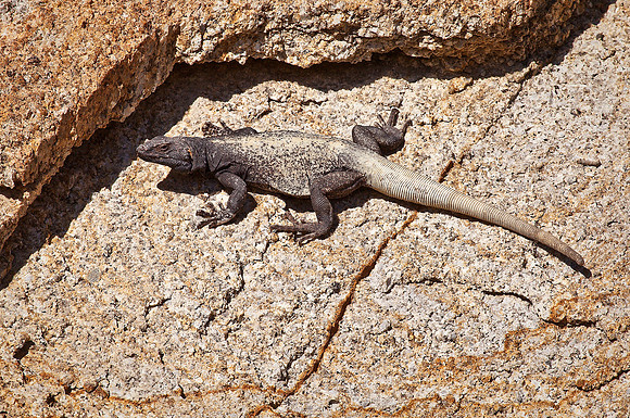 Monster Chuckwalla, Alabama Hills