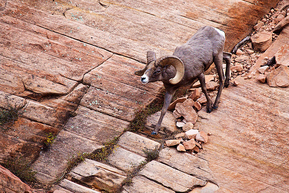 Desert Bighorn Ram, Zion NP