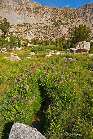 High Meadow Near Wonder Lakes