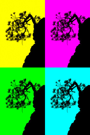 Abstract Bonzi