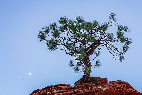 Bonzi Moonset, Zion NP