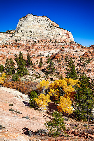 Cottonwoods & Sandstone, Zion NP