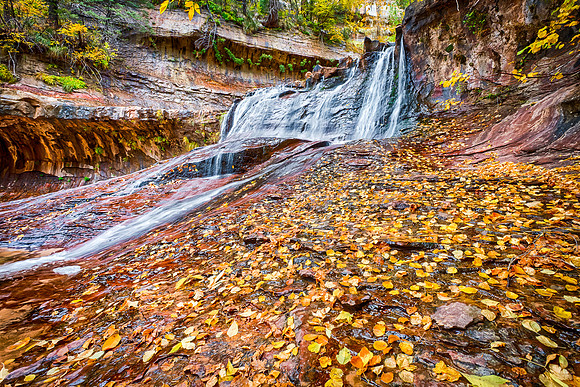 Leaf Litter, Arch Angel Falls, Zion NP
