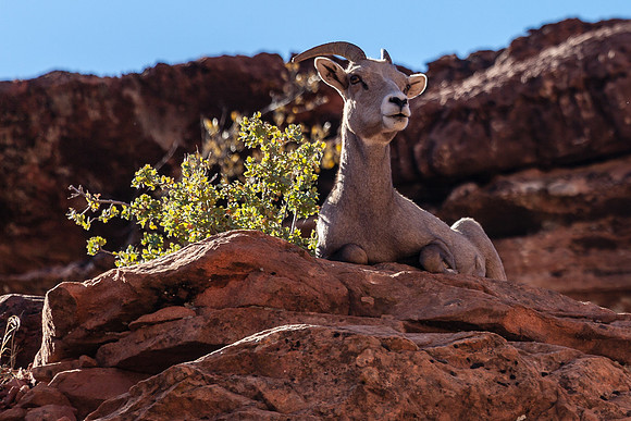 Rest Easy, Zion NP