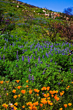 Poppies Before Lupines, La Jolla Canyon