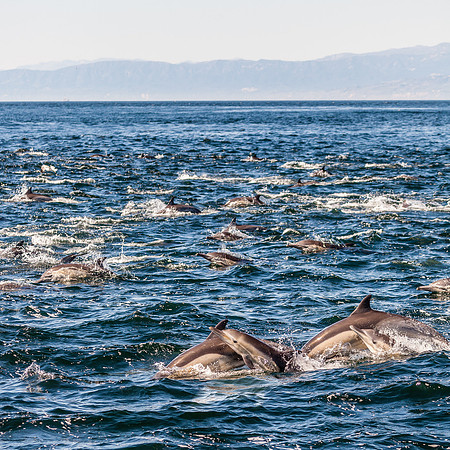 Baby Dolphins