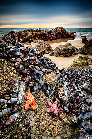 Mussel Stars