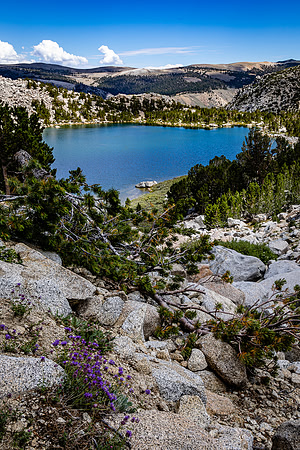 Late Summer Bloom above Tyee Lake #3