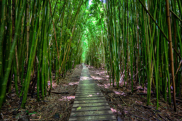 Bamboo Boradwalk, Pipiwai Trail