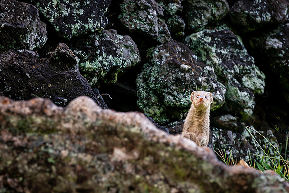 Curious Mongoose, Wai'aanapanapa State Park