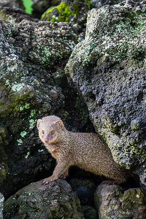 Mongoose, Wai'aanapanapa State Park