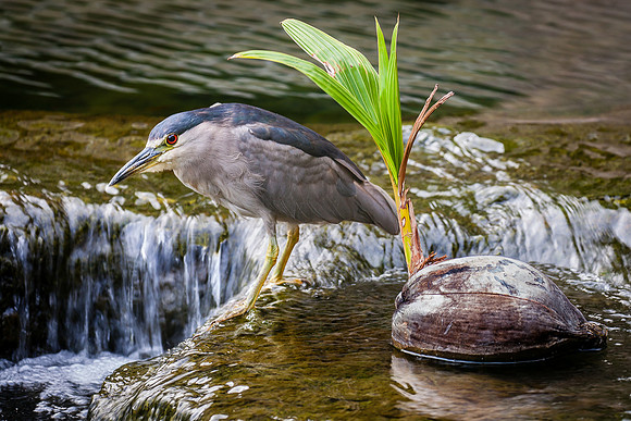 Night Heron & Coconut Sprout, Maui