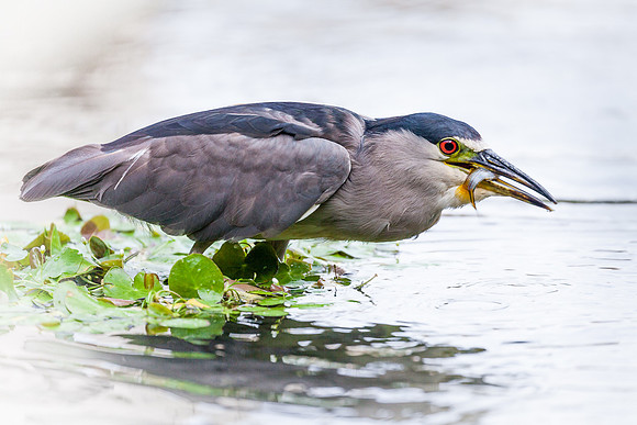 Night Heron Fishing, Maui