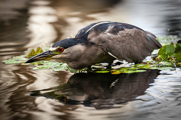 Night Heron Stalking, Maui