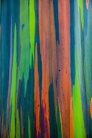 Painted Eucalyptus Close-up, On the Road to Hana