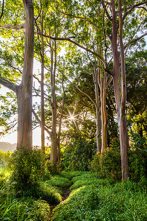 Painted Eucalyptus Trail, On the Road to Hana