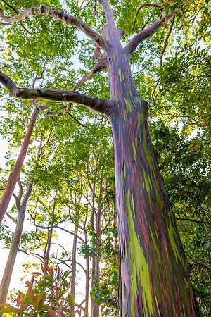 Painted Eucalyptus, On the Road to Hana