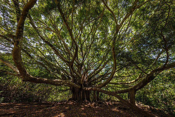 Reaching Out, Banyon Tree along the Pipiwai Trail
