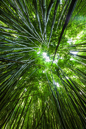 Bamboo Heaven, Pipiwai Trail