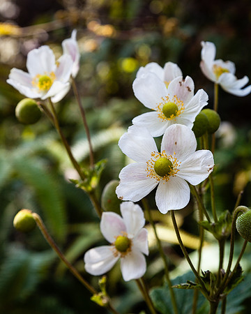 Kilauea Iki Wildflowers, Hawaii