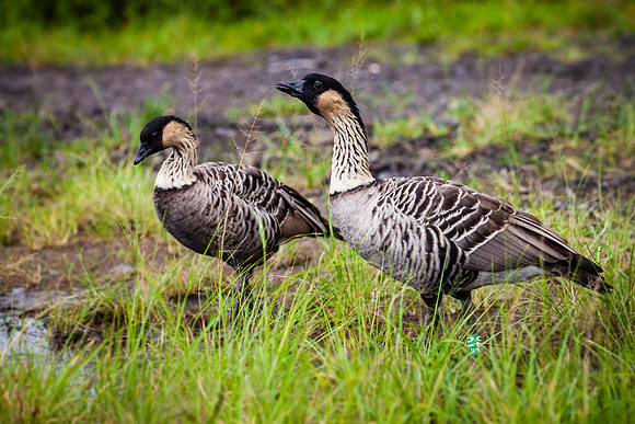 Nene's Crossing, Hawaii